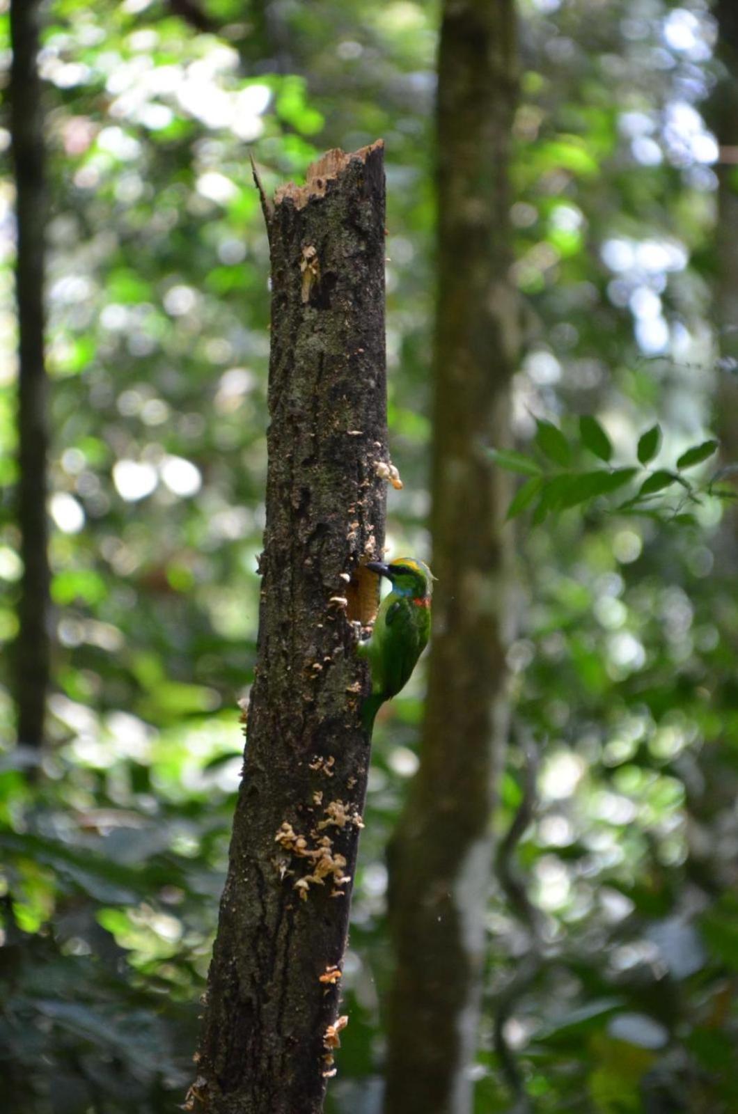 Sama Sama Homestay & Trekking Only Stay Here Book Trekking And Transport With Us Bukit Lawang Eksteriør billede