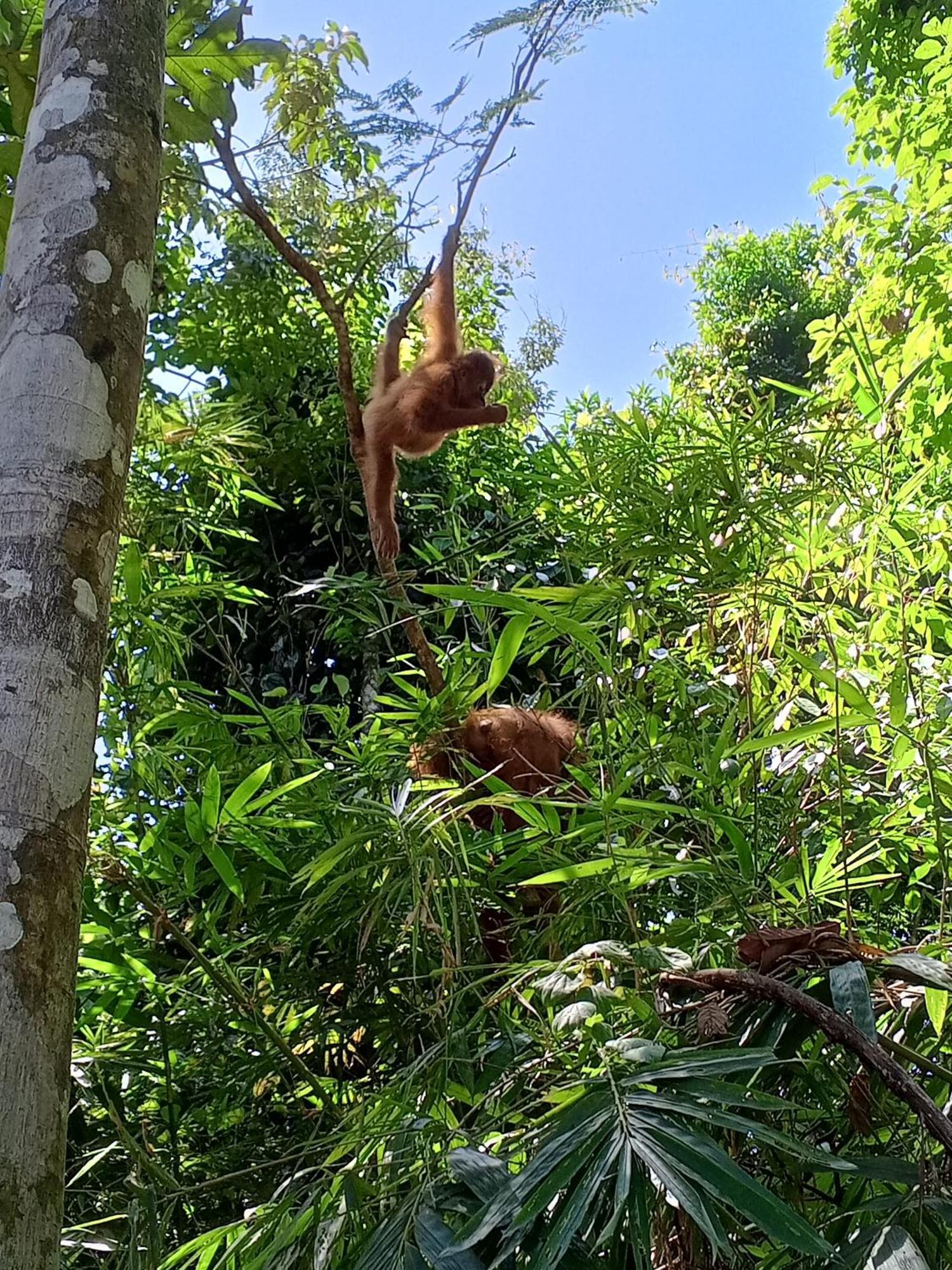 Sama Sama Homestay & Trekking Only Stay Here Book Trekking And Transport With Us Bukit Lawang Eksteriør billede