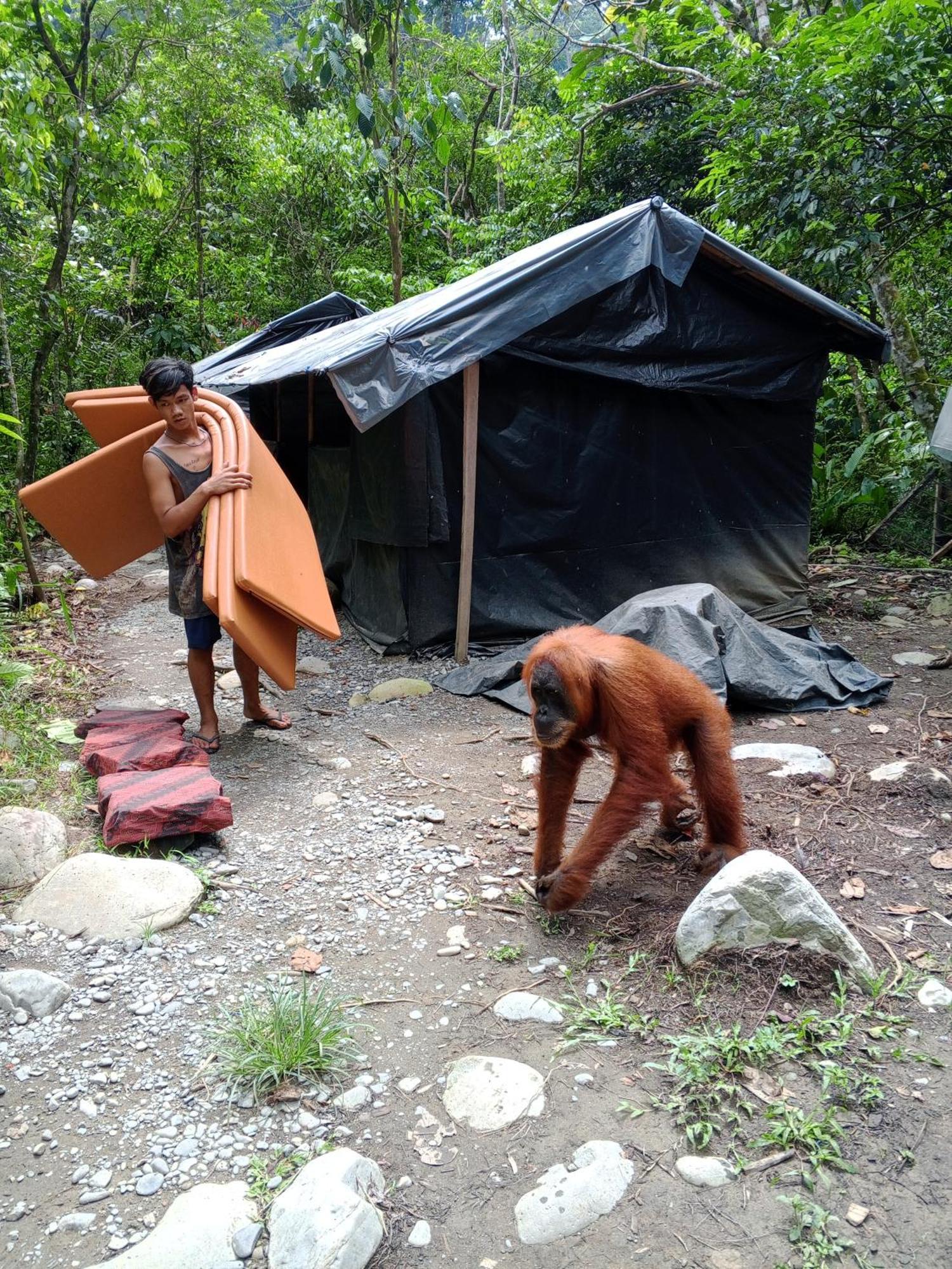 Sama Sama Homestay & Trekking Only Stay Here Book Trekking And Transport With Us Bukit Lawang Eksteriør billede