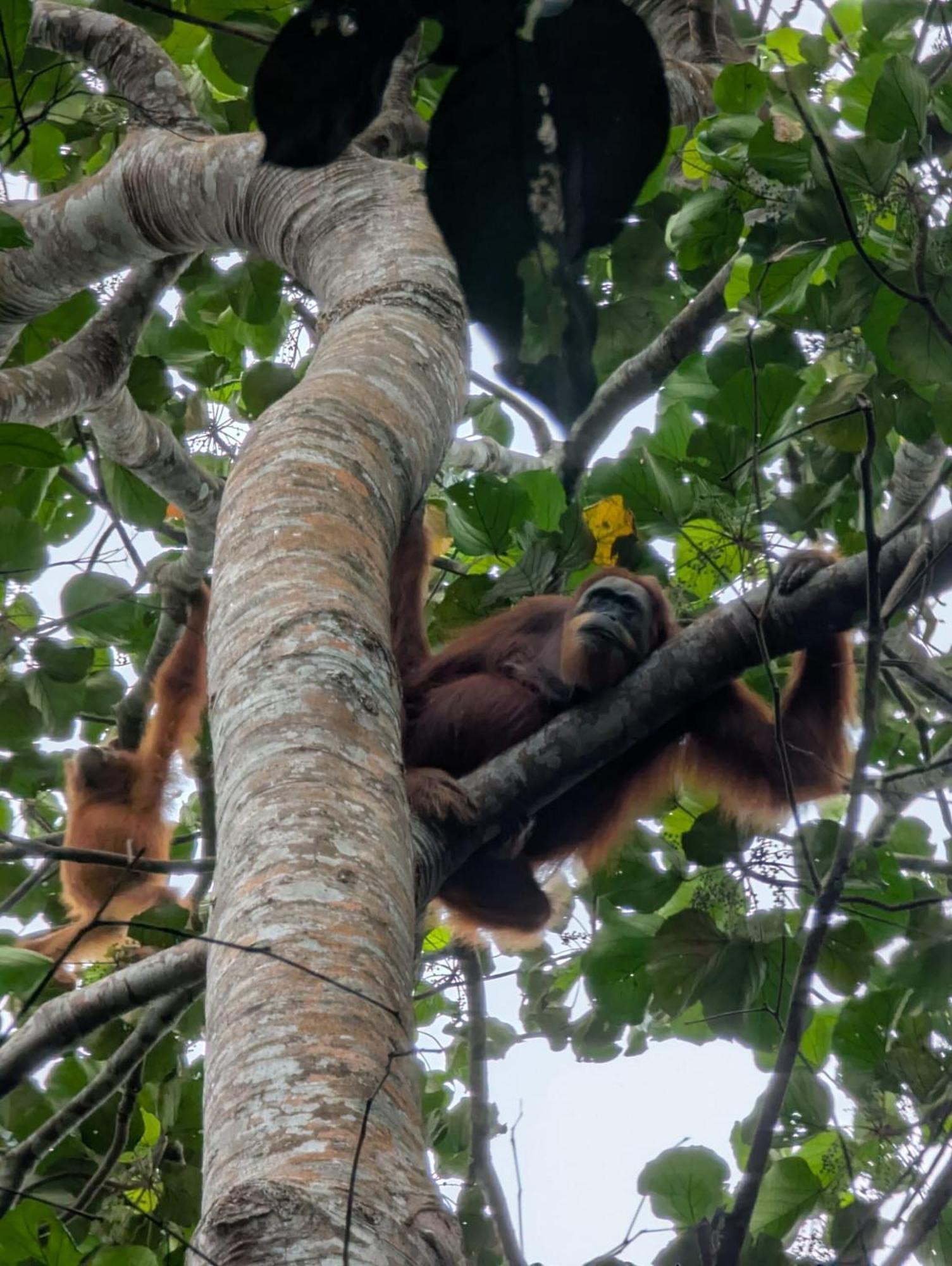 Sama Sama Homestay & Trekking Only Stay Here Book Trekking And Transport With Us Bukit Lawang Eksteriør billede