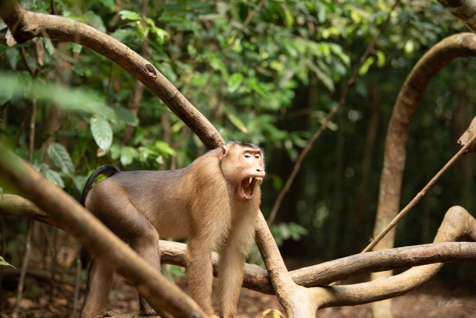 Sama Sama Homestay & Trekking Only Stay Here Book Trekking And Transport With Us Bukit Lawang Eksteriør billede